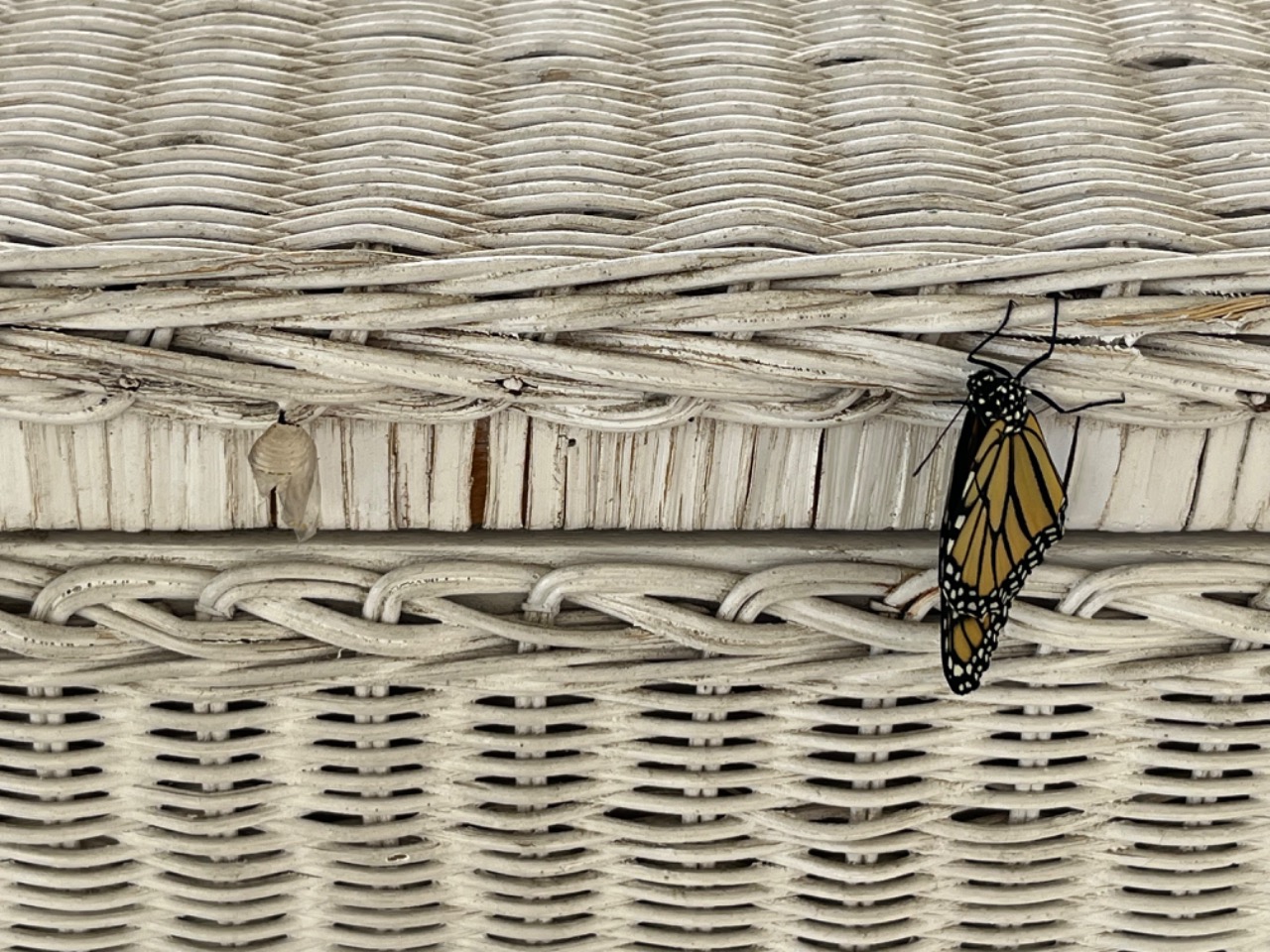 An adult monarch on wicker furniture, holding on to the left of a used chrysalis