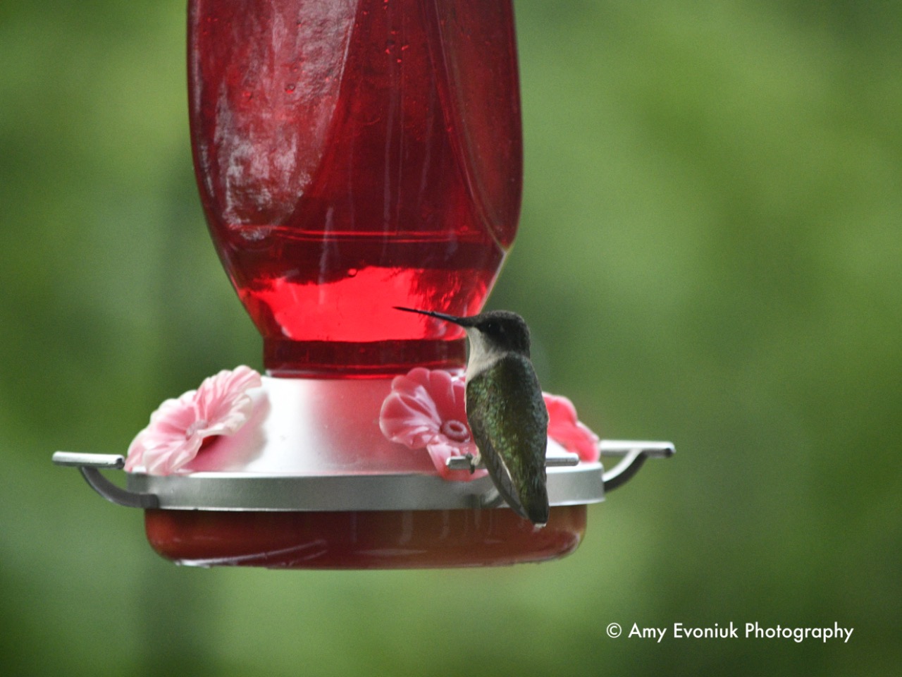 A hummingbird on a red feeder. Watermark Amy Evoniuk Photography