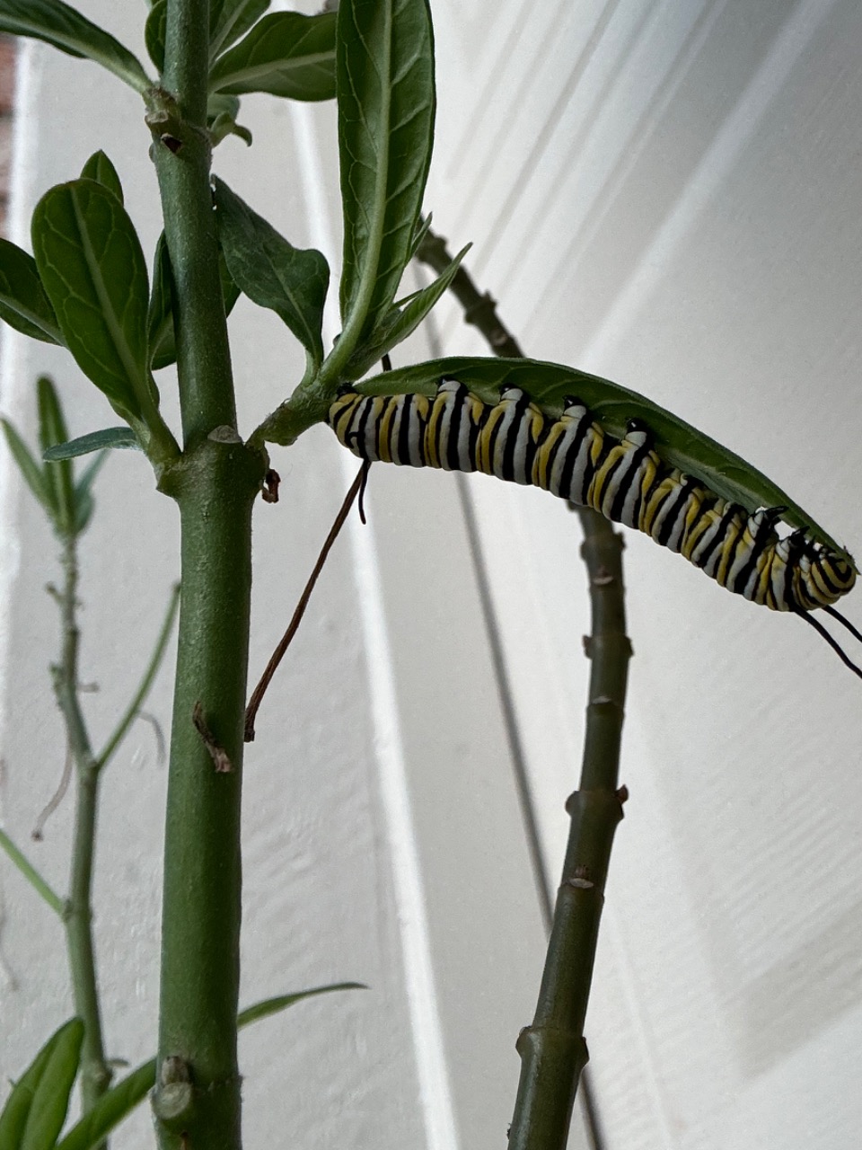 A monarch caterpillar on a green plant, upside down, in front of a white background