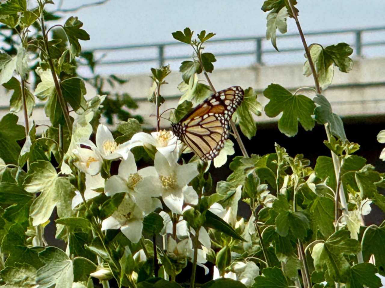 A monarch butterfly on a group of white flowers with a concrete bridge in the background