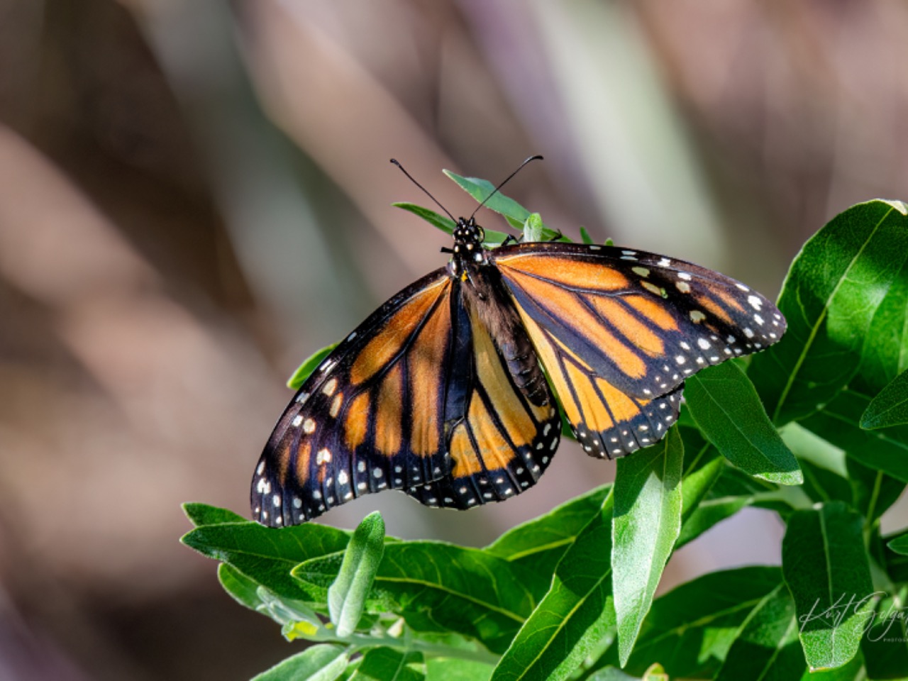 A Monarch butterfly even with the camera on a green plant