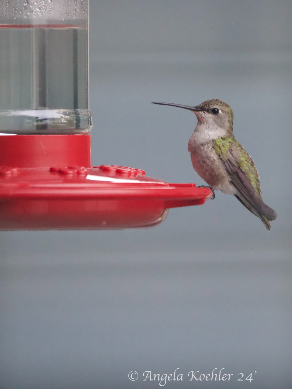 A vertical photo showing a female hummingbird perched on a red feeder with clear liquid. Watermark Angela Koehler 24'