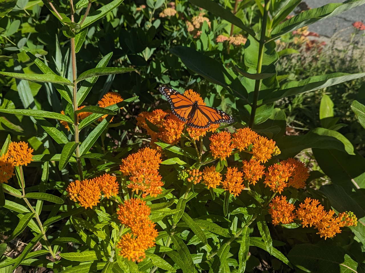 A male monarch on orange flowers