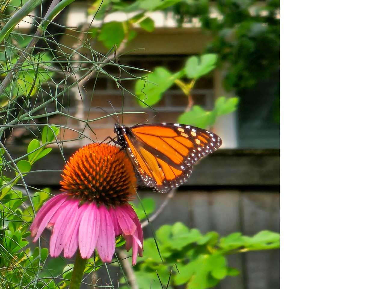 A monarch butterfly on a coneflower