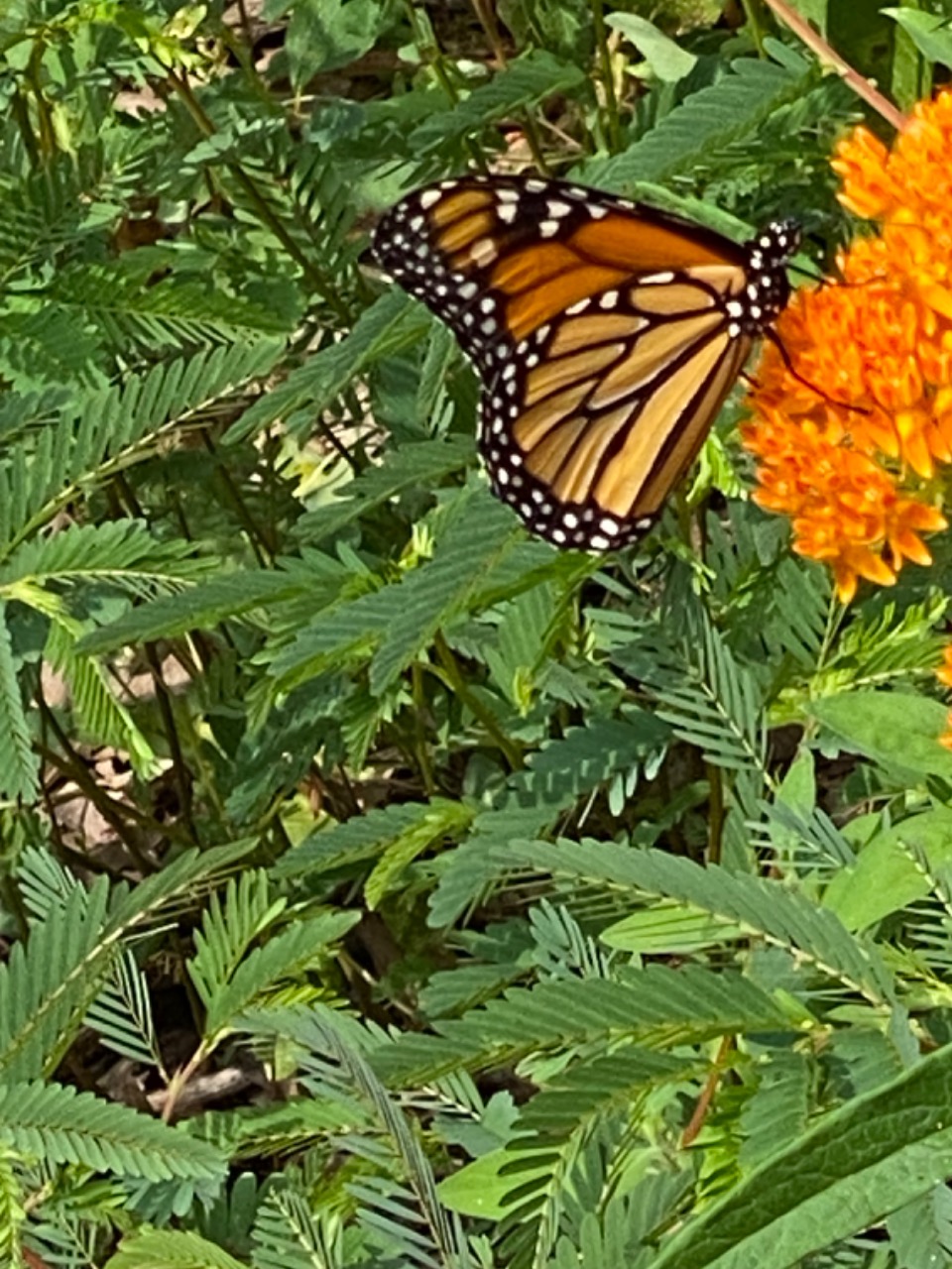 A monarch on an orange milkweed flower