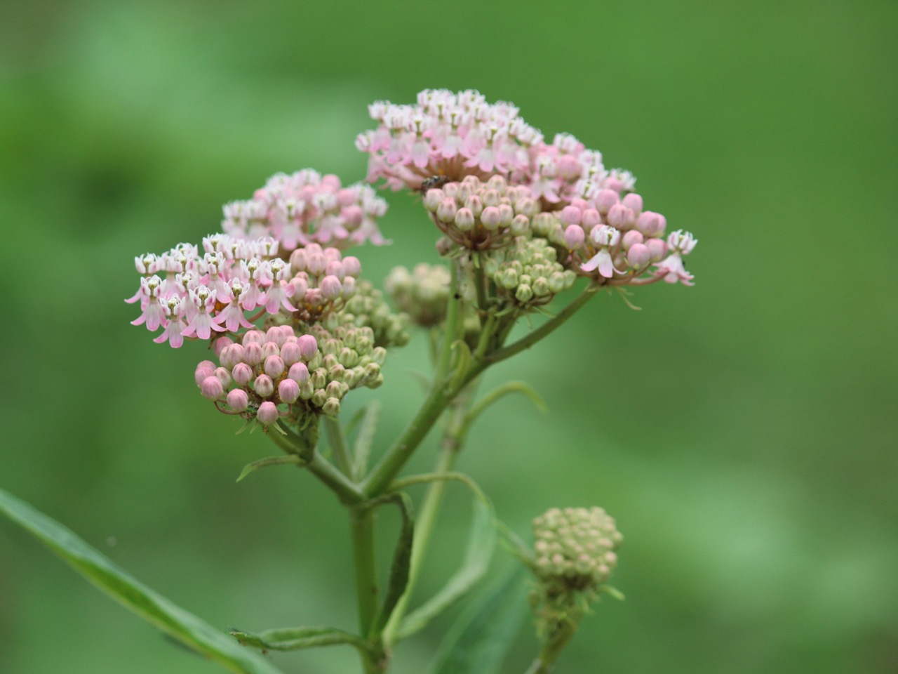 A milkweed plant with a blurred background