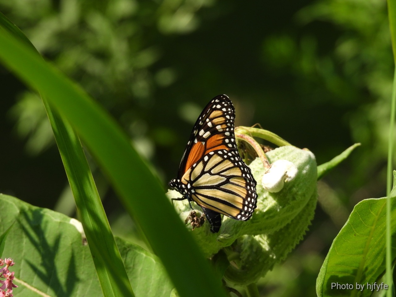 A female monarch on a milkweed plant