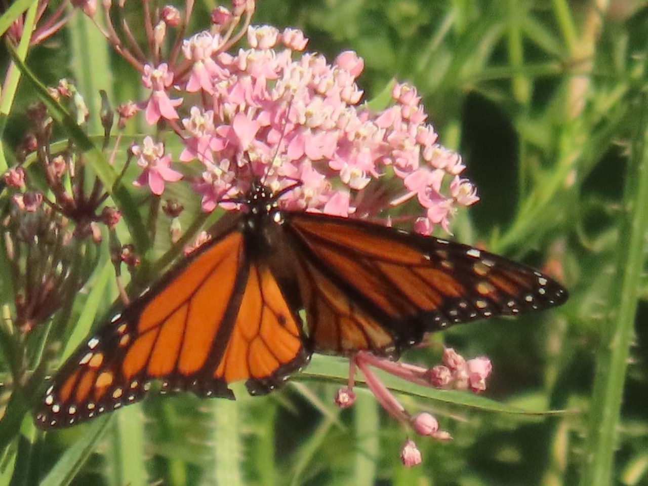 A male monarchy visiting swamp milkweed