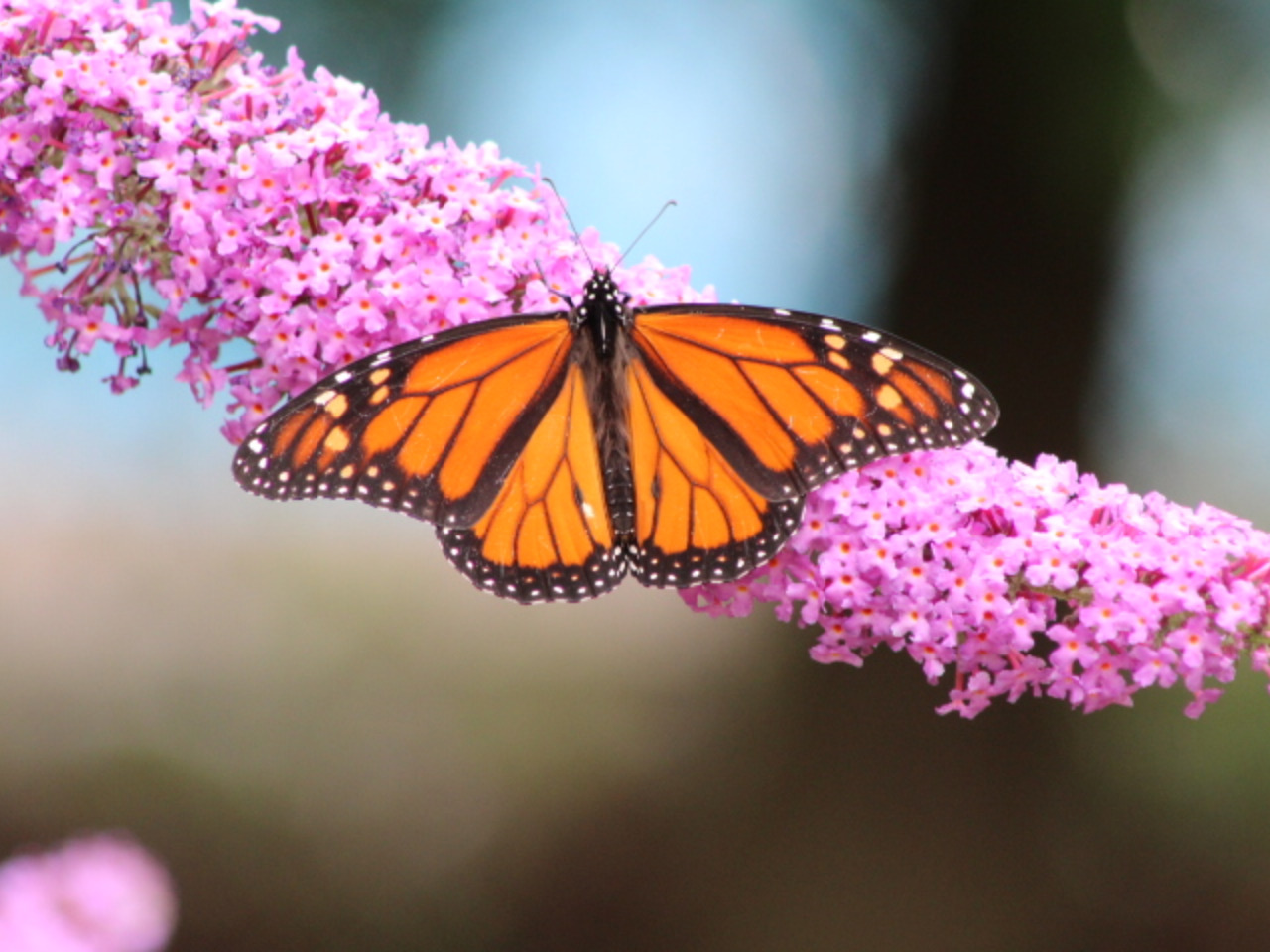 A male monarch butterfly in front of purple flowers