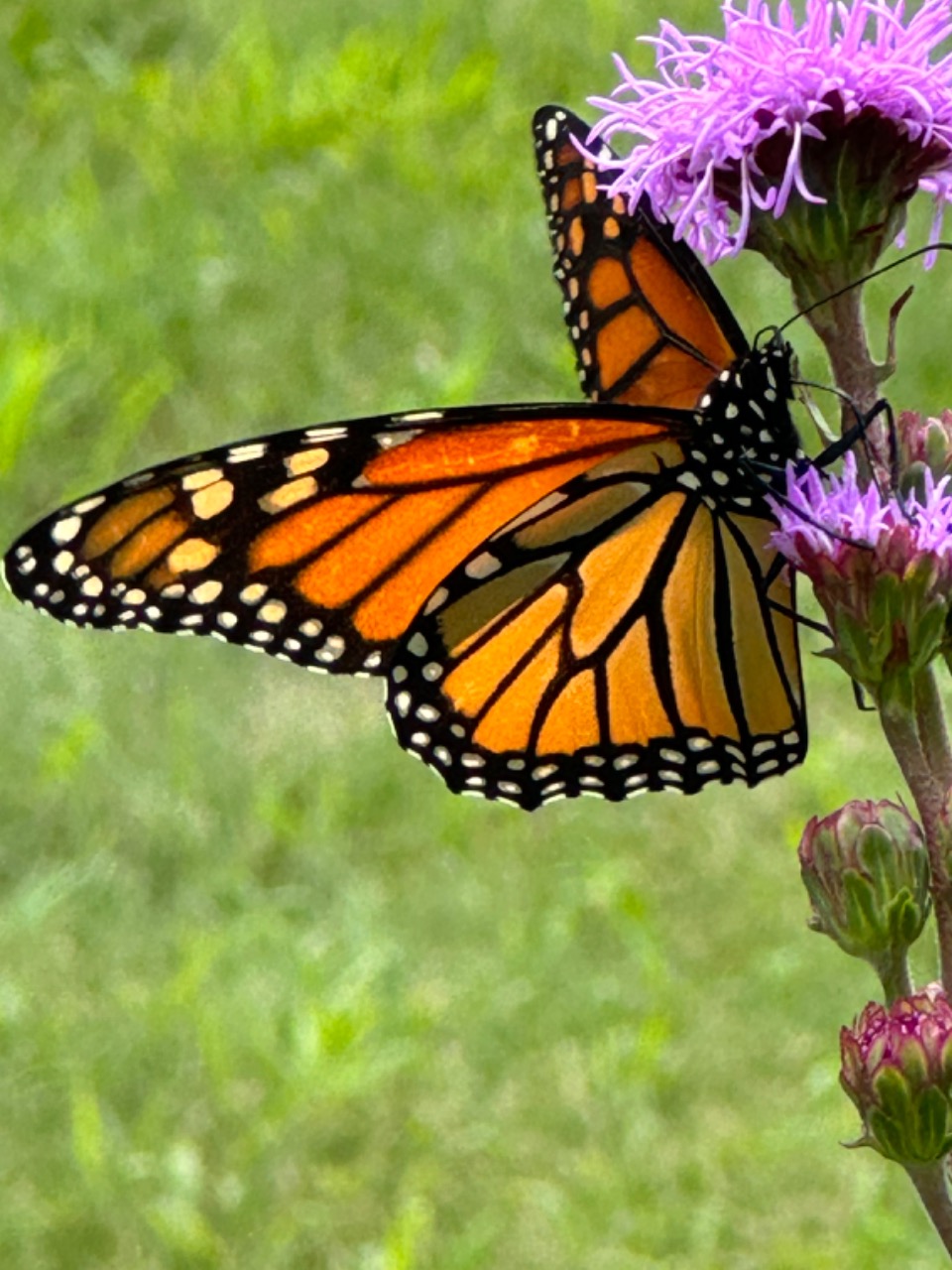 A close-up photo of a monarch butterfly on a purple flower