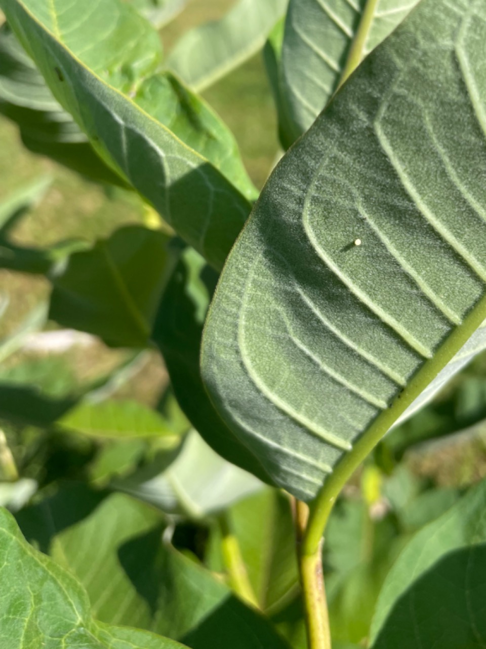 A monarch egg on the underside of a milkweed leaf 