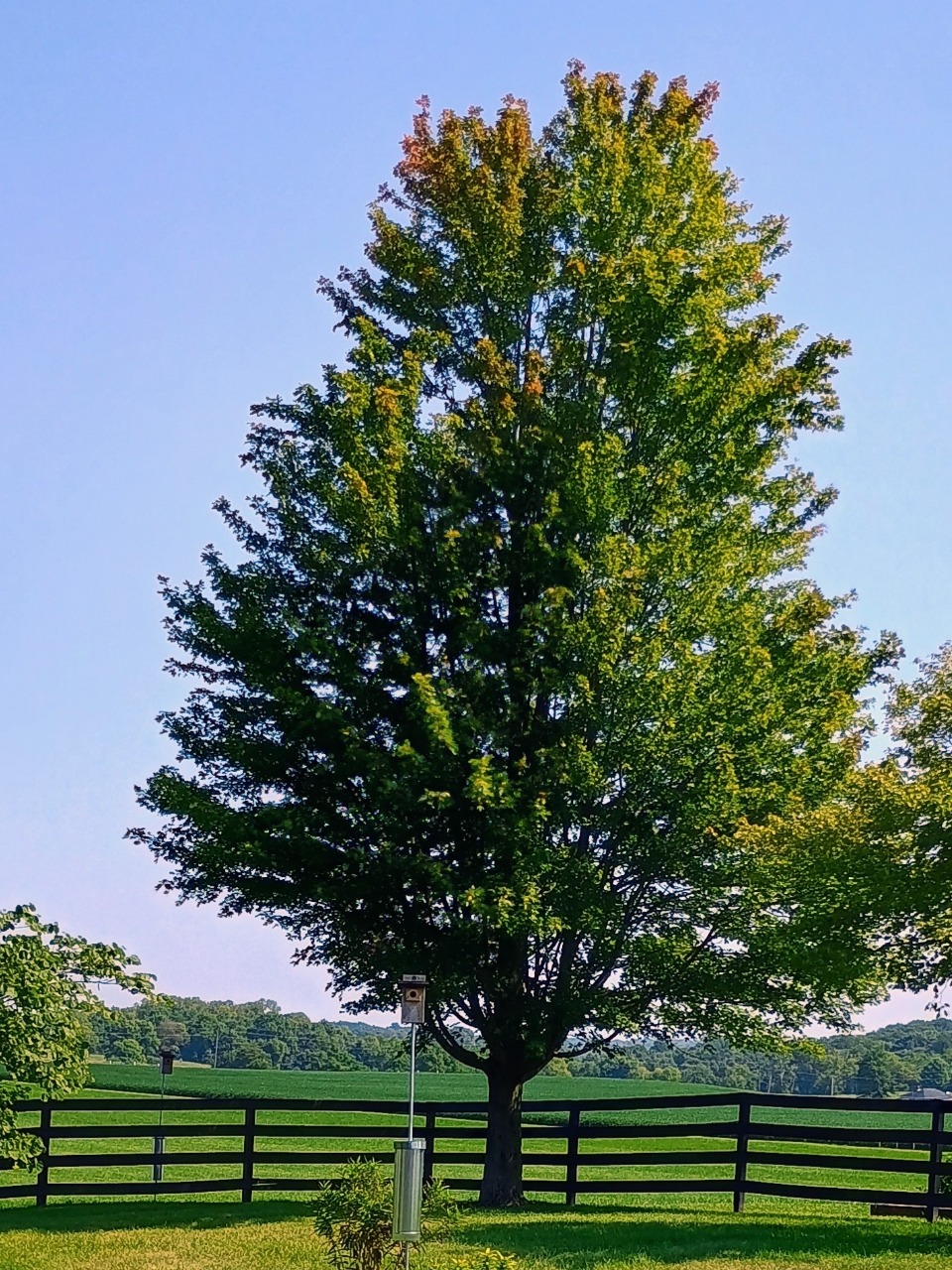 A green maple tree turning colors toward the top, vertical photo, blue sky