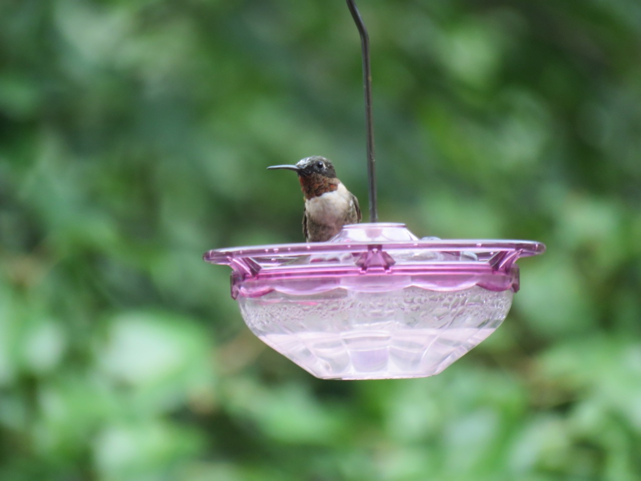 A male hummingbird on a feeder with a green background