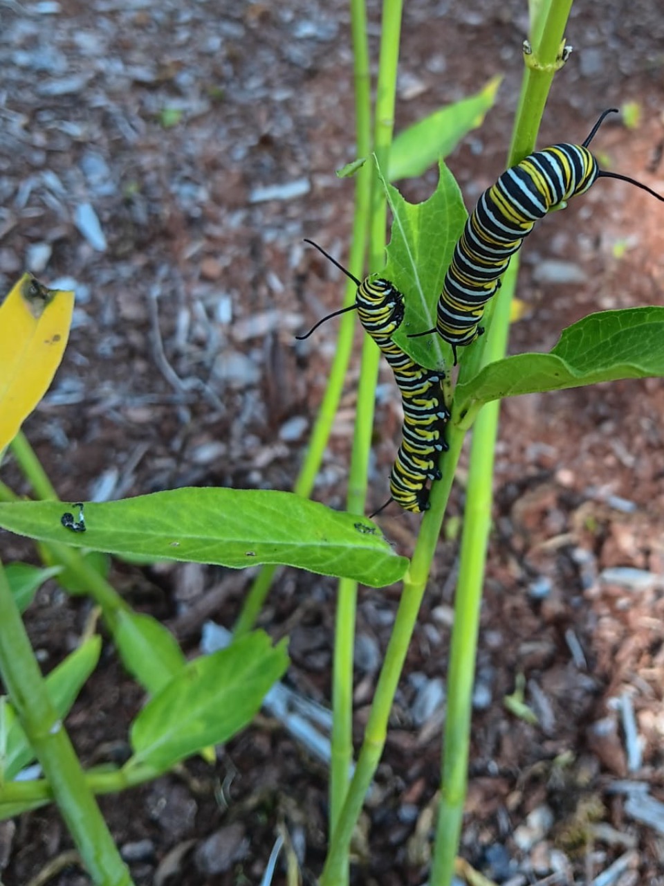 Two yellow and black monarch caterpillars on milkweed in a vertical photo, photographed from above