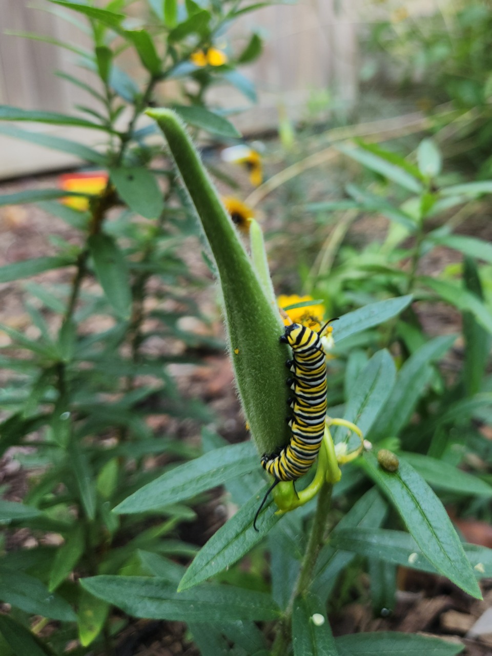 A monarch caterpillar in a vertical photo