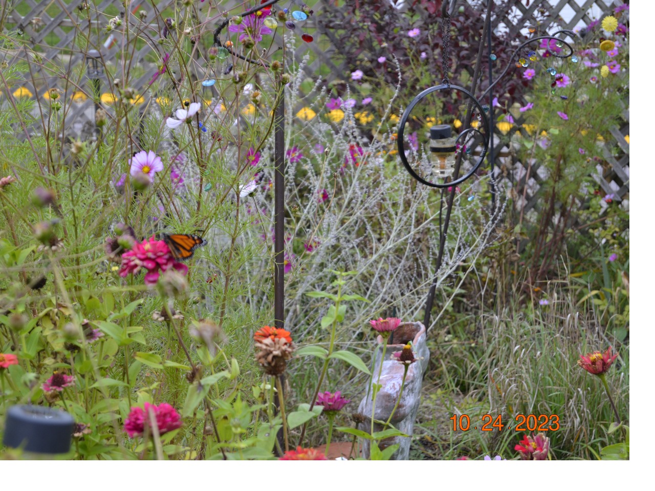 A monarch butterfly, photographed from far away, on a flower. A fence is in the background