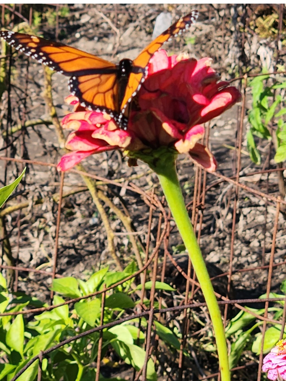 A monarch butterfly on a pink flower with a mostly brown background, vertical photo