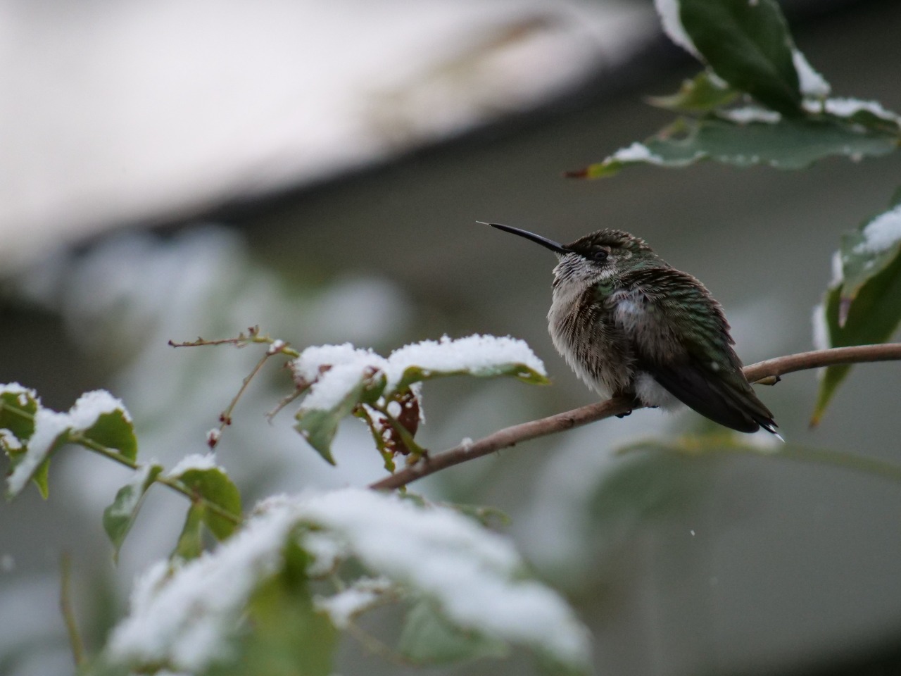 A hummingbird on a twig, surrounded by leaves covered in snow. From November 2023