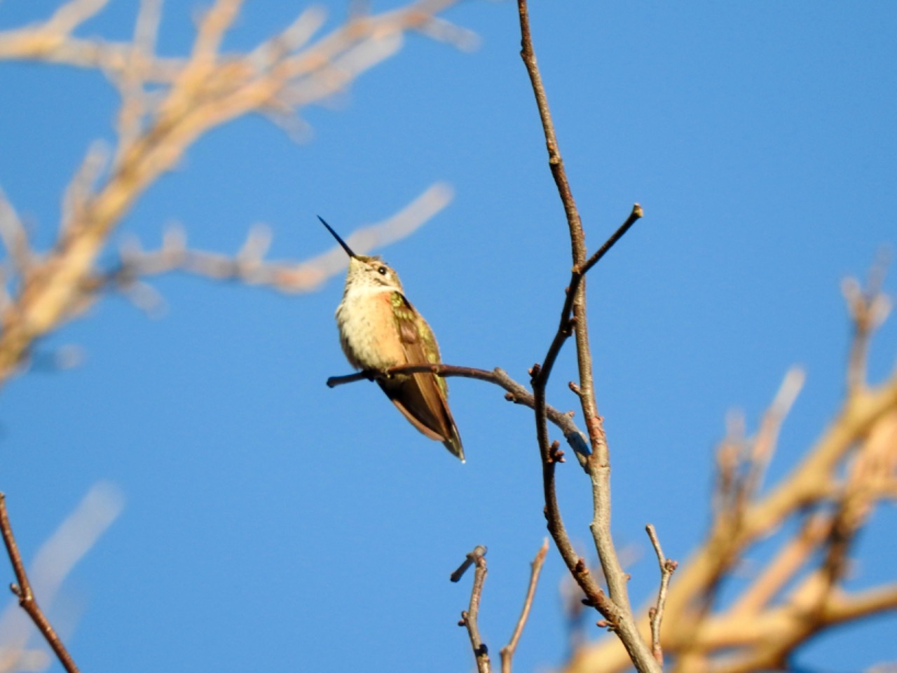 An orange-tinted hummingbird high up on a branch, photographed from below