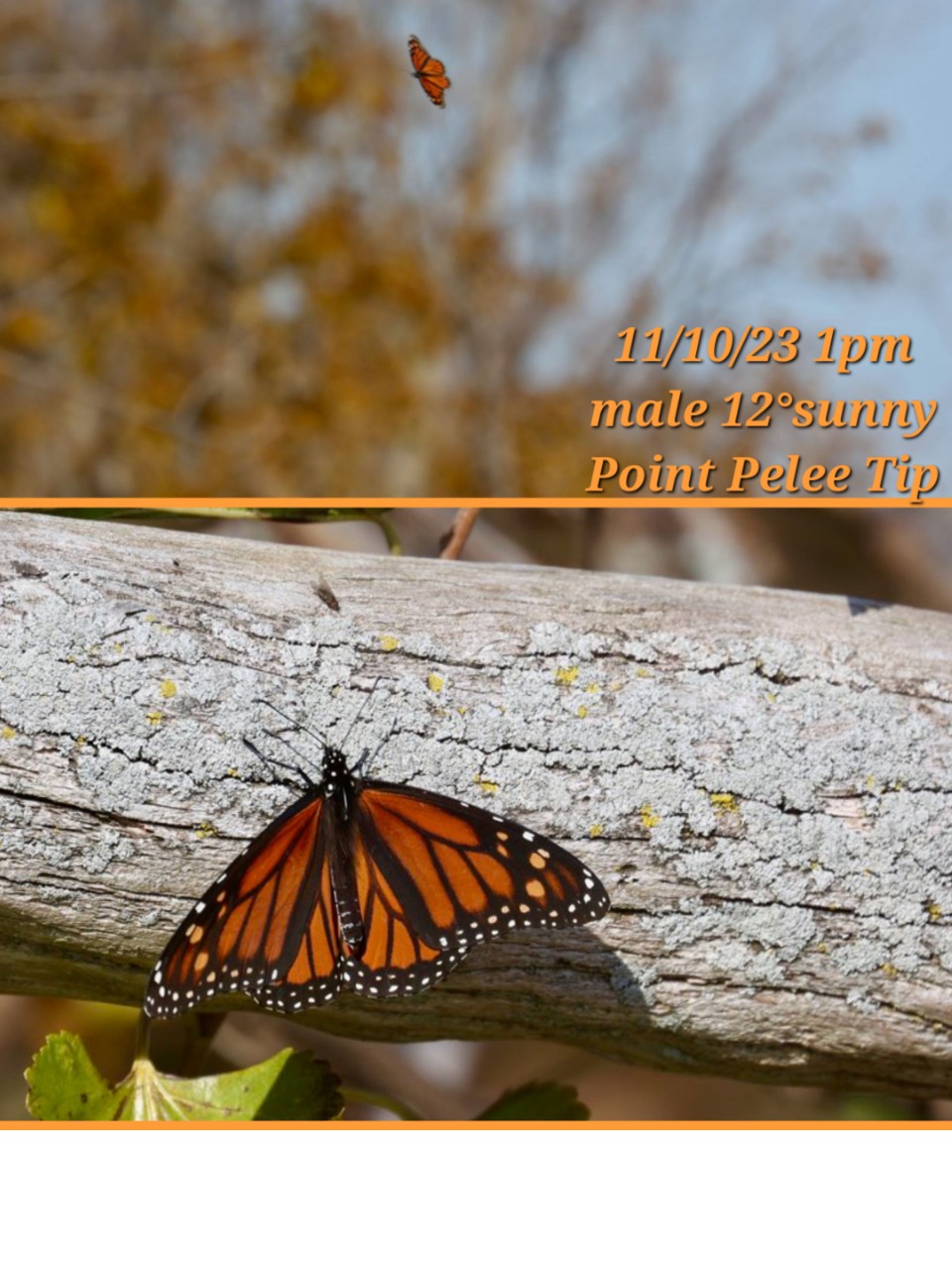 A monarch butterfly on a horizontal log. Text on the photo says "11/10/23 1pm, male 12 degrees sunny, Point Pelee Tip