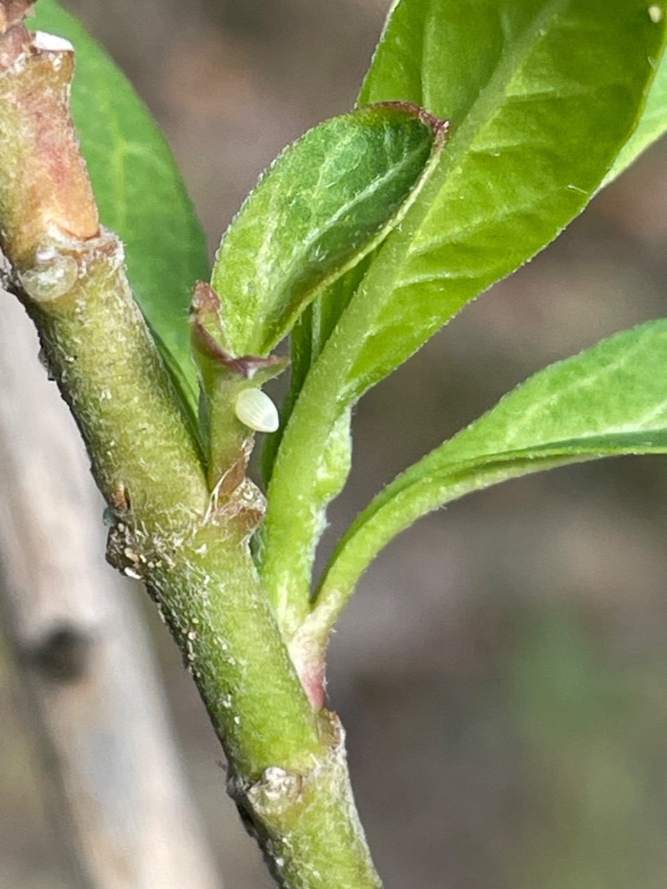 A monarch egg, on which you can see the ridges, on a green milkweed leaf, with a stem in the photo as well