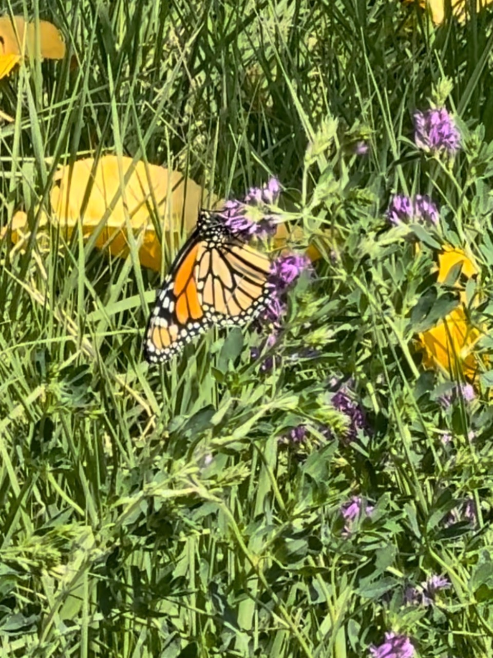 A monarch on a purple flower with yellow and green plants surrounding