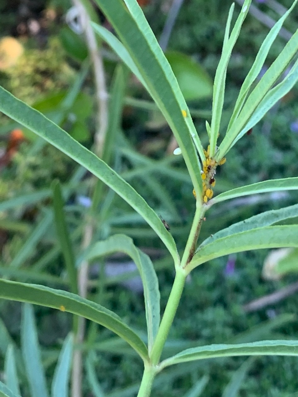 A monarch egg can be seen on the underside of a green plant