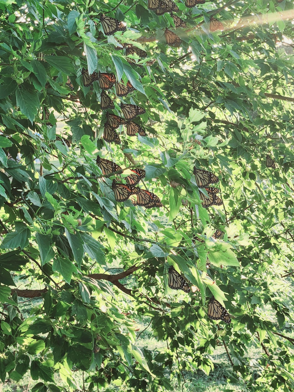 Numerous monarch butterflies in a green tree, with sunlight coming in