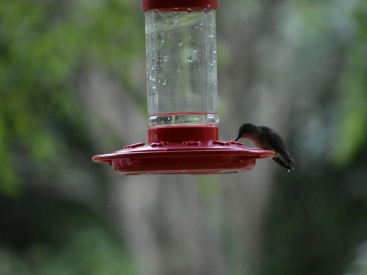 A hummingbird at a nearly empty hummingbird feeder, clear with a red base