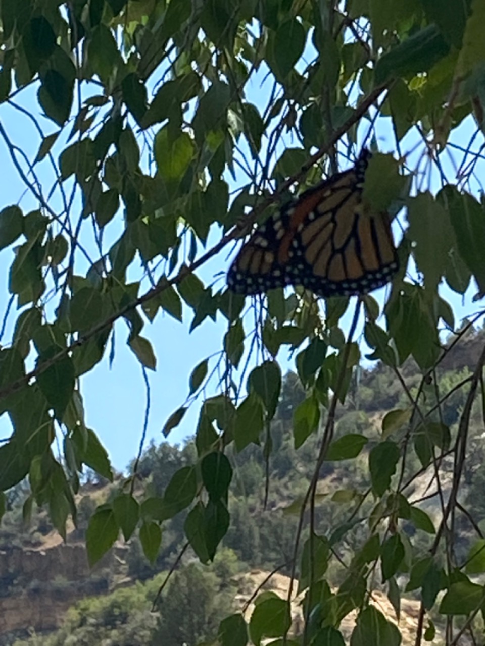 A monarch butterfly hanging from a tree