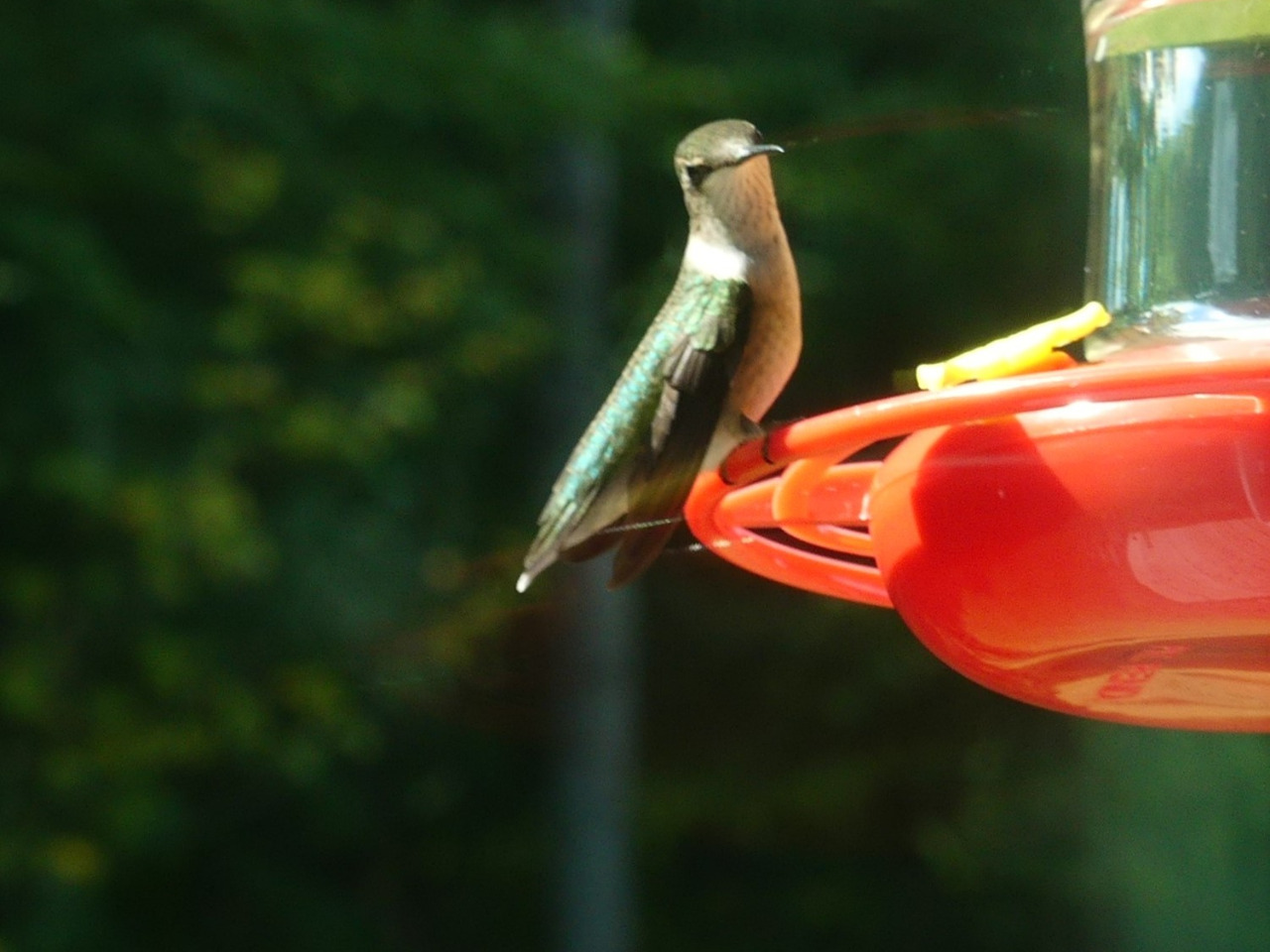 A female hummingbird on a red and yellow hummingbird feeder, faded green background