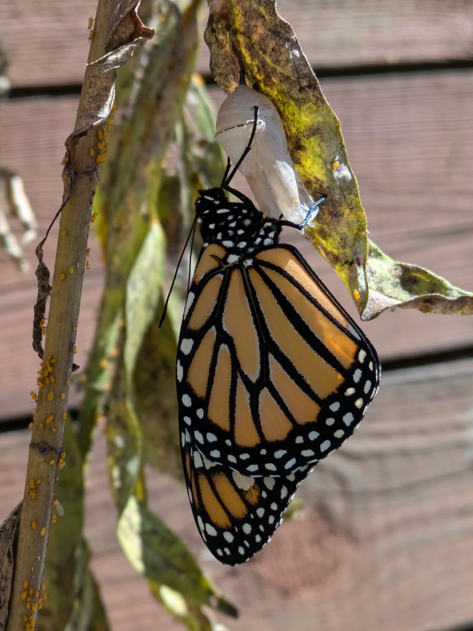 A monarch close-up, hanging below an empty chrysalis