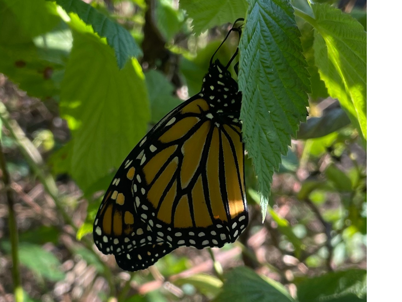 A monarch butterfly in a shadow, with green leaves in the background