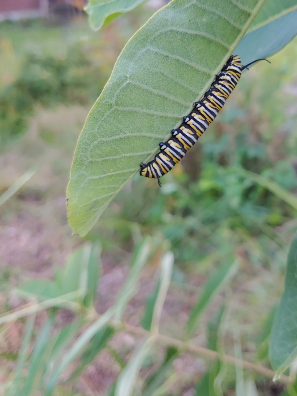 A monarch caterpillar on the underside of a green leaf