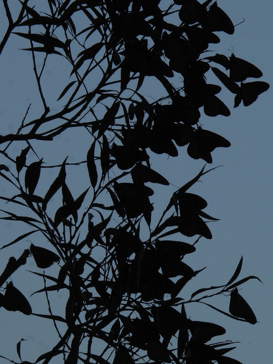 A dark, backlit photo of butterflies roosting in a tree