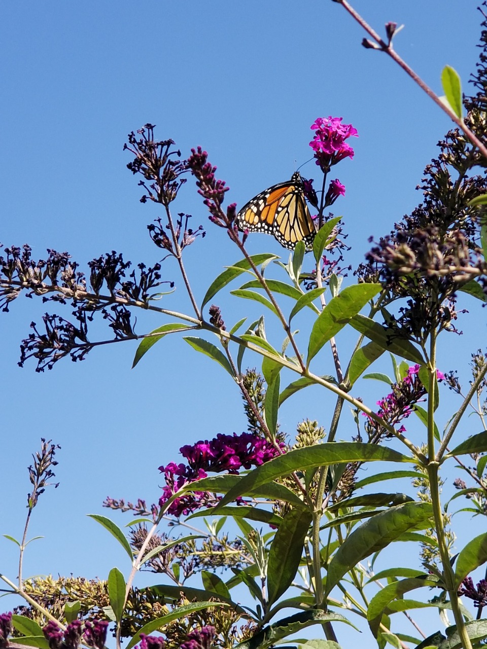 A monarch photographed from below on purple flowers