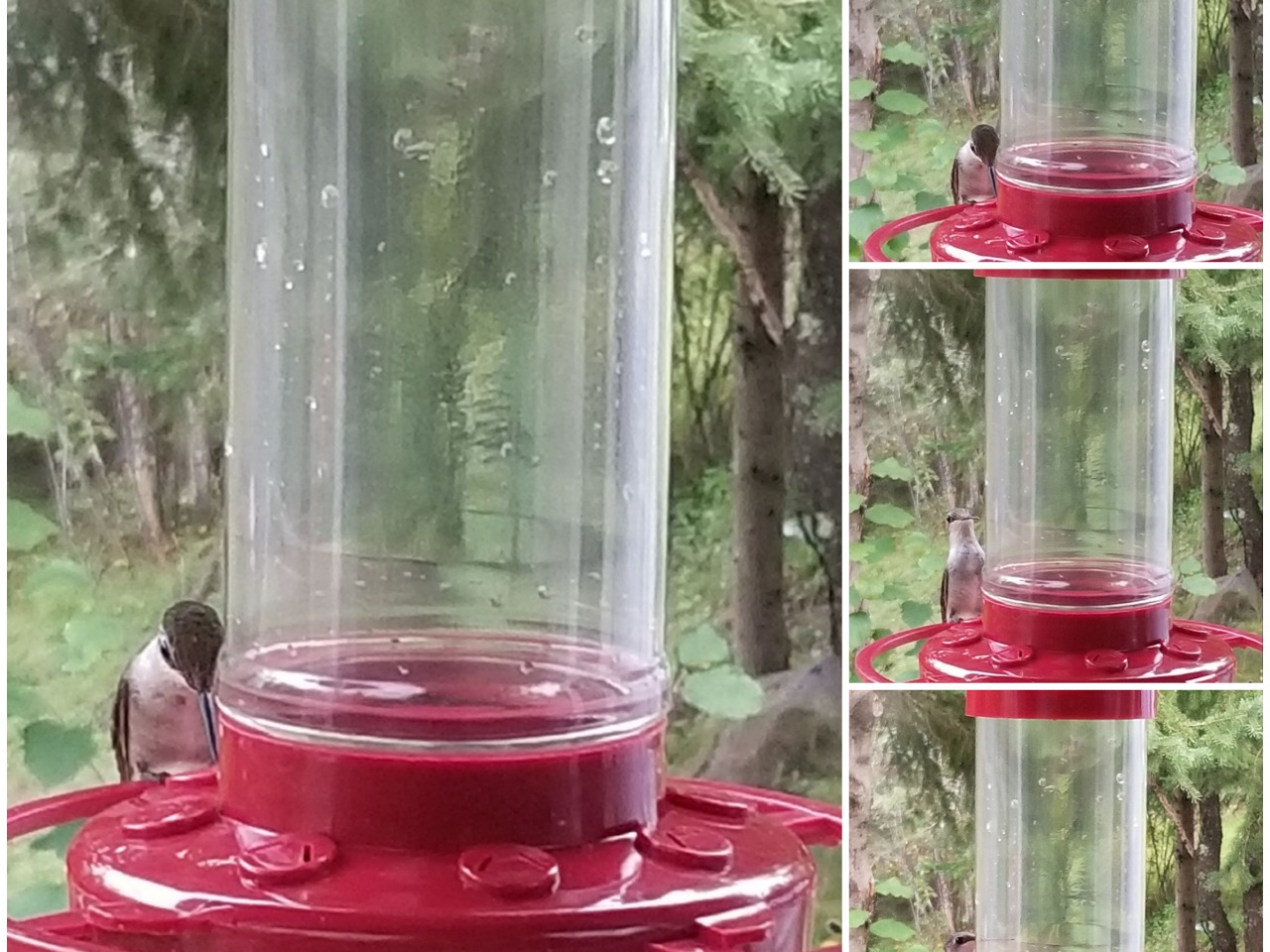 4 combined photos of a hummingbird at a clear and red hummingbird feeder