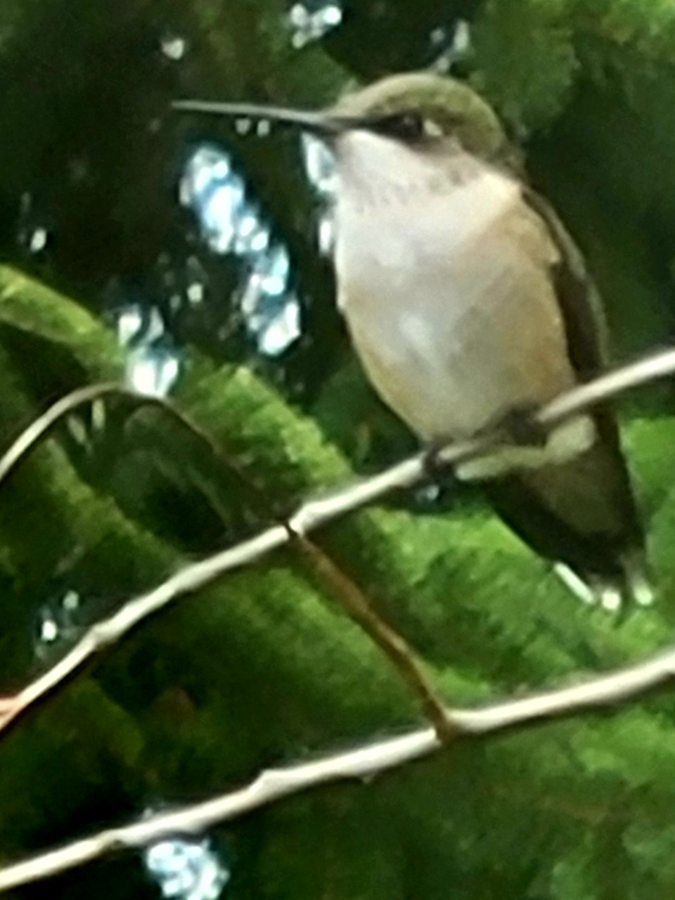 A hummingbird on a twig with a green background