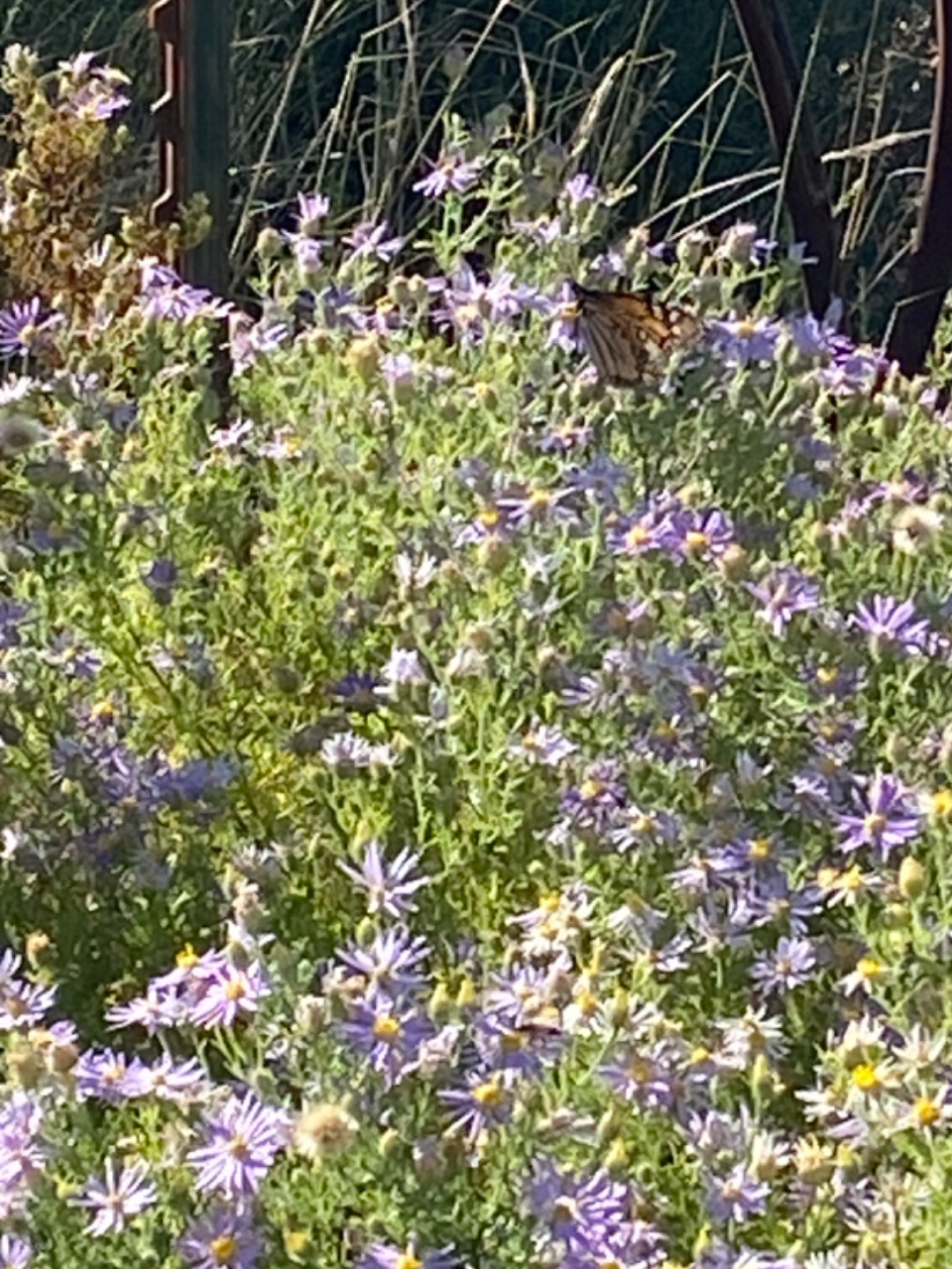 A monarch is seen in the upper right of the photo, which features green and purple plants