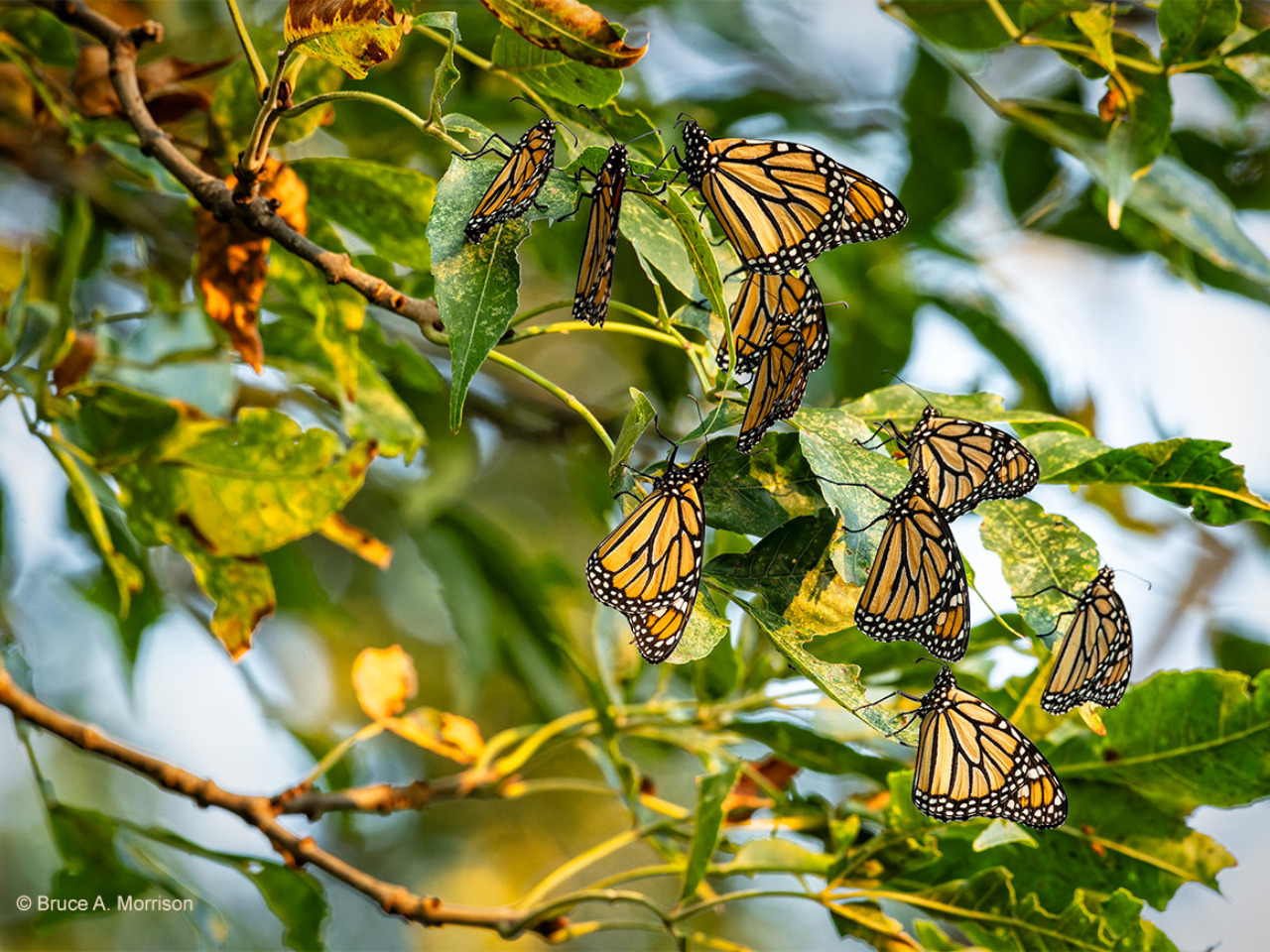 Monarchs roosting in a green tree. Photo credit says Bruce Morrison