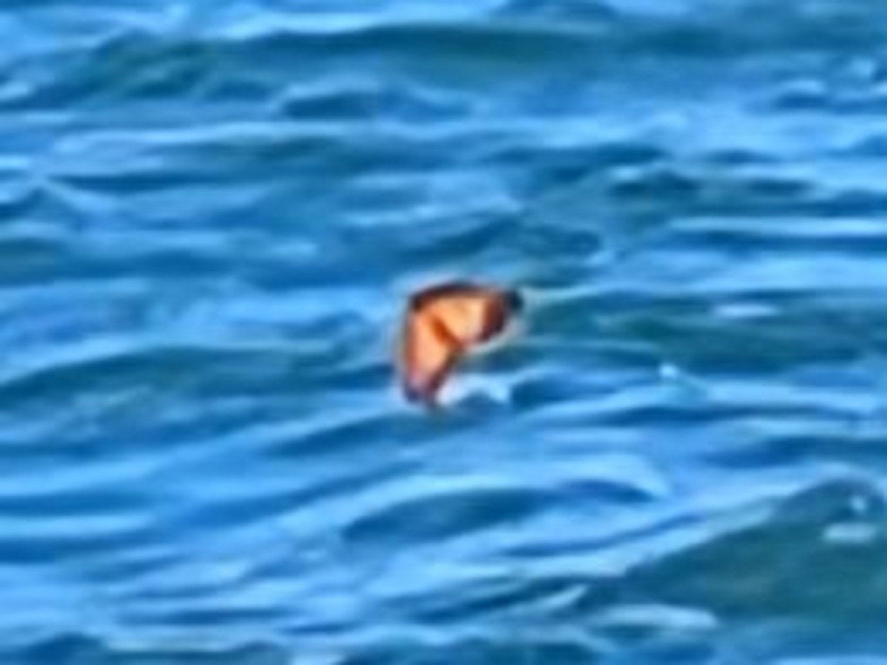 A monarch butterfly centered in the photo, flying over the blue water of Lake Erie