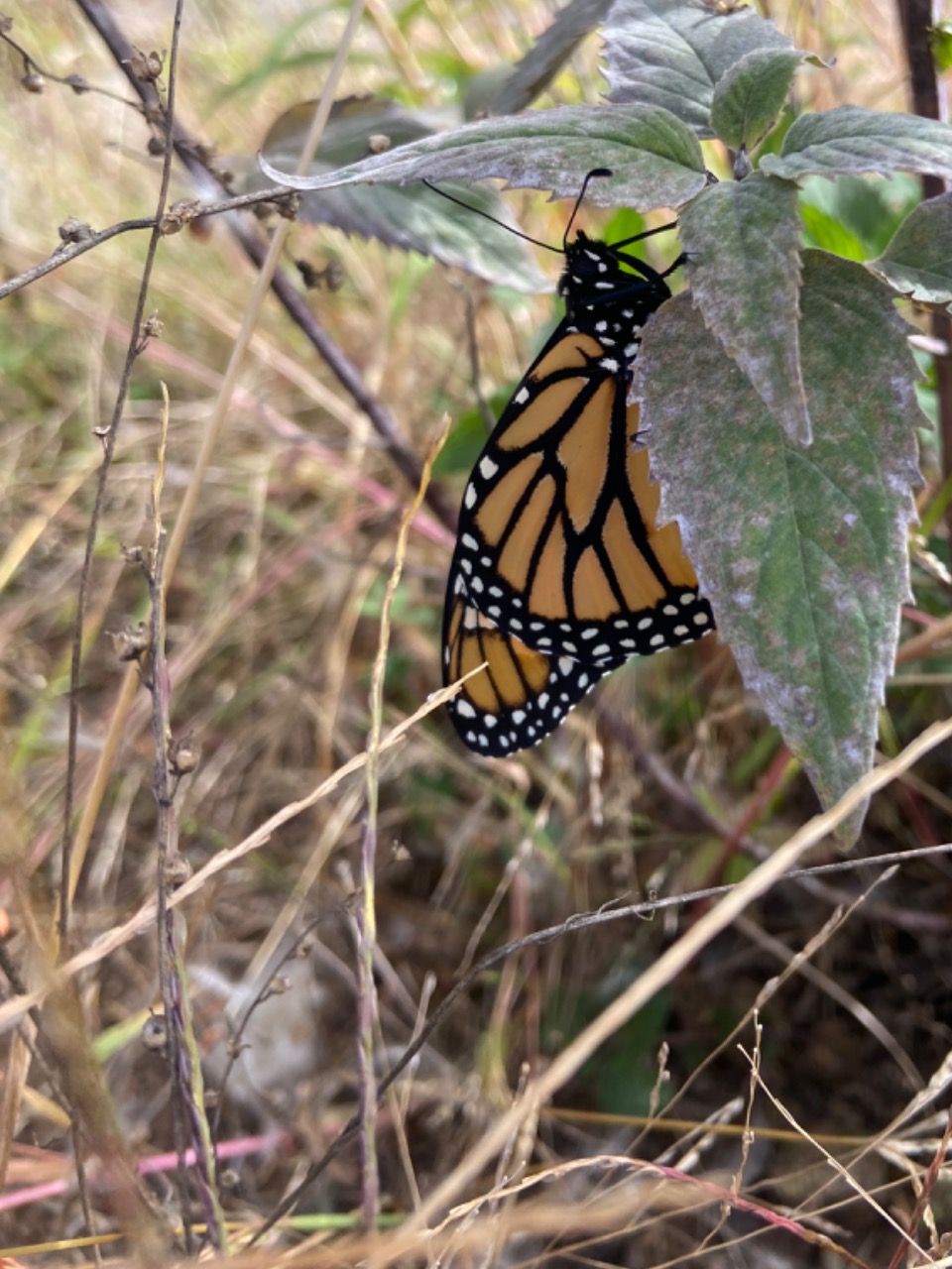 A monarch butterfly hangs onto a leaf on the right side of the screen. Background is mostly brown plants