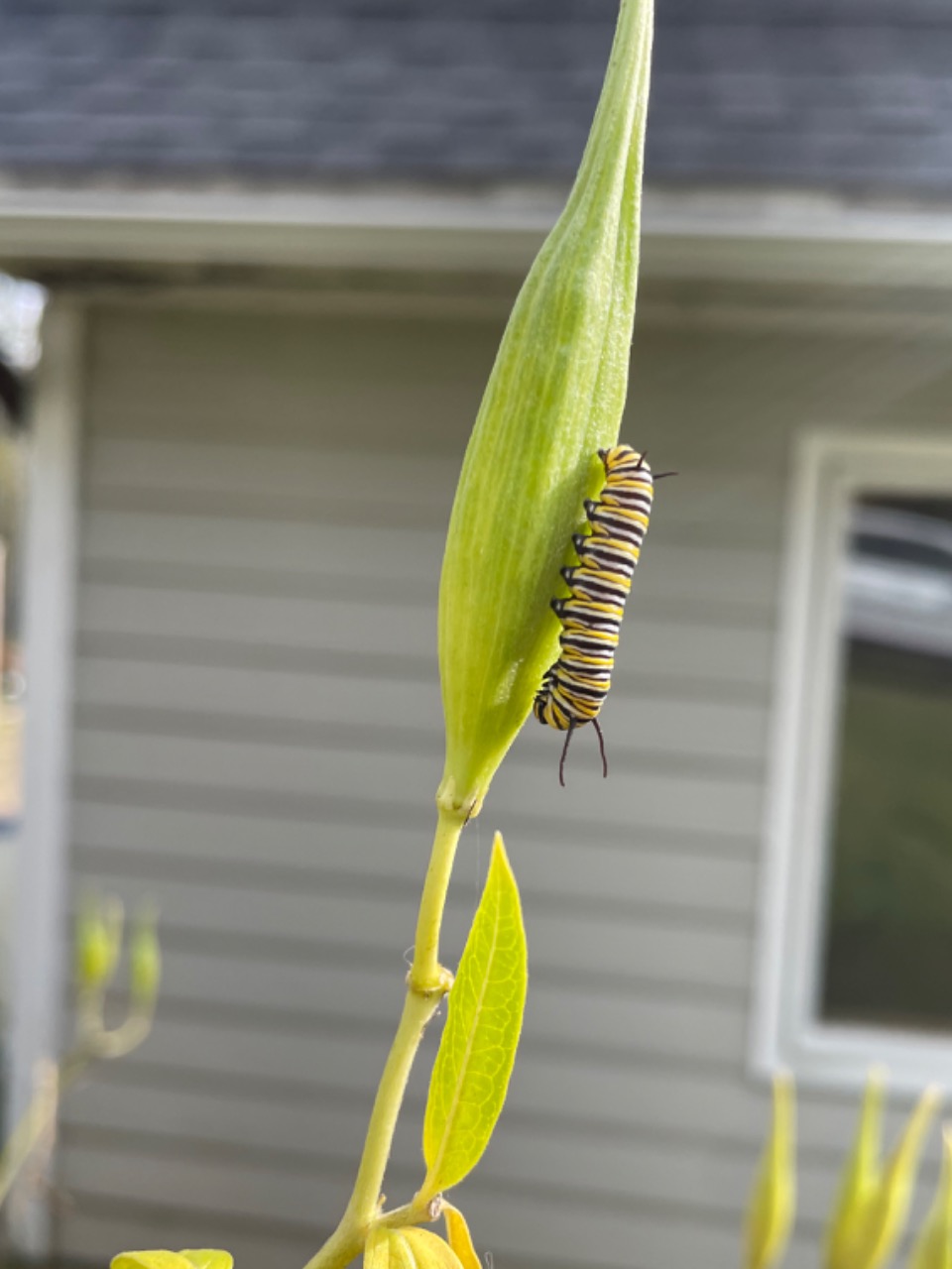 A vertical photo showing a monarch caterpillar on a leaf, with a house in the background