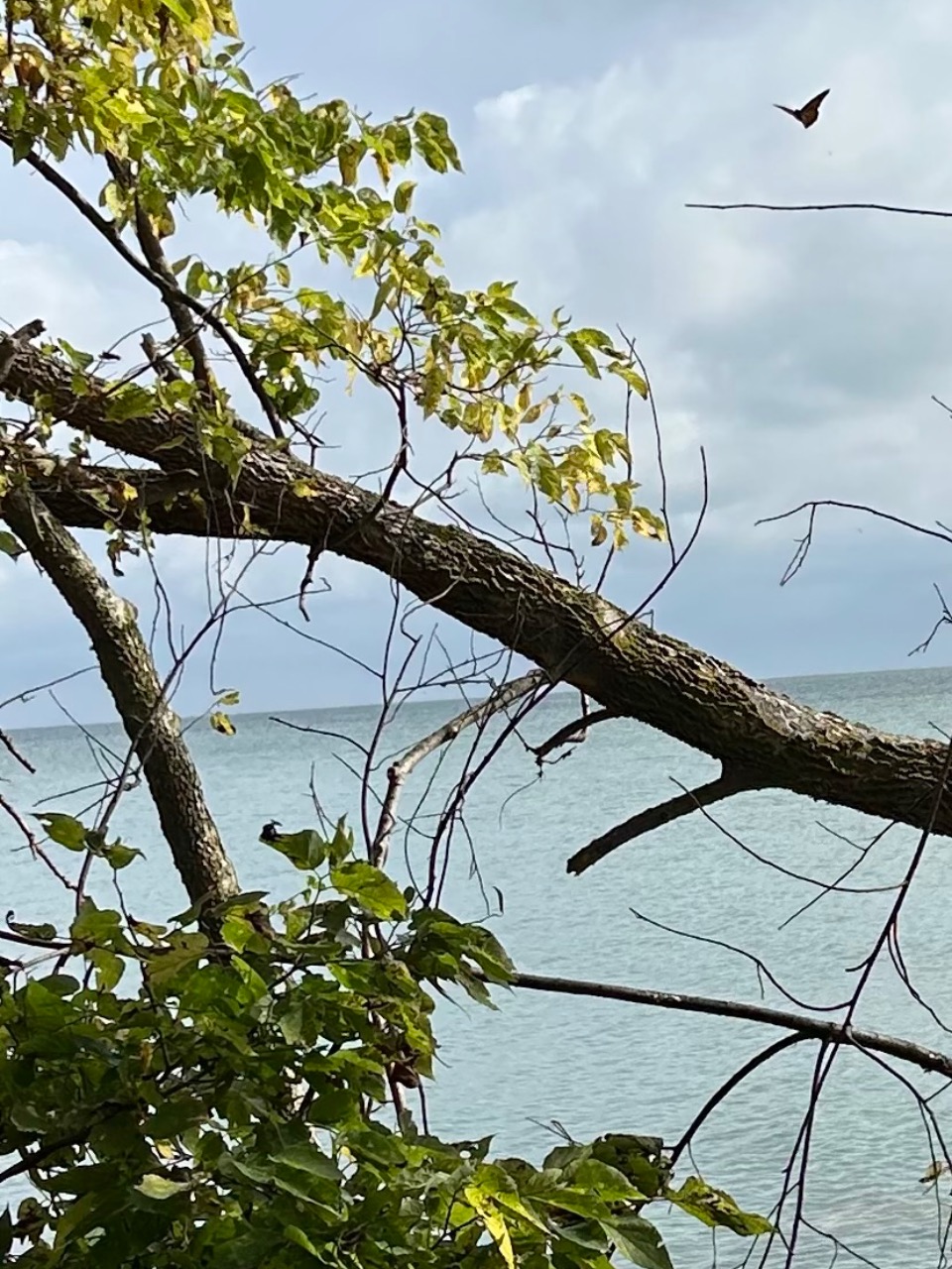 A monarch is in the background seen over blue water, behind a downed tree