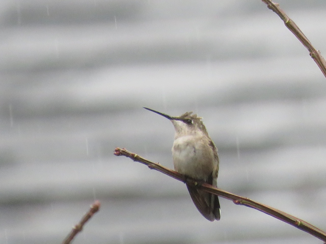 A hummingbird perched on a thin diagonal branch