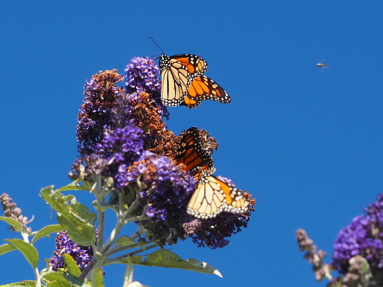 Monarchs photographed from below on purple flowers