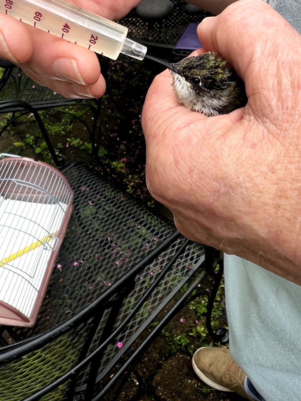 A hummingbird in a person's hand is fed through a syringe after an injury