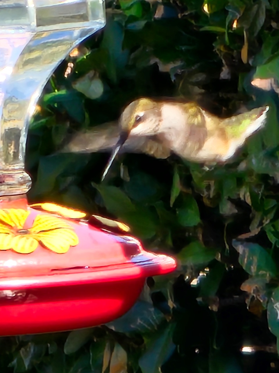 A hummingbird in the air in front of a feeder with yellow ports