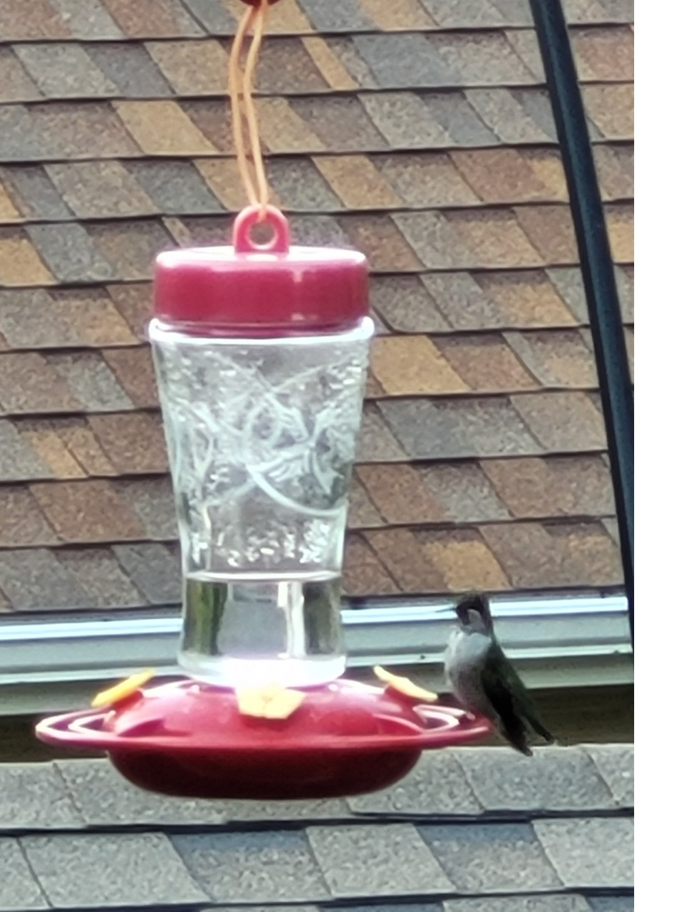 A hummingbird perches on a red feeder with clear liquid. A shingle roof is in the background