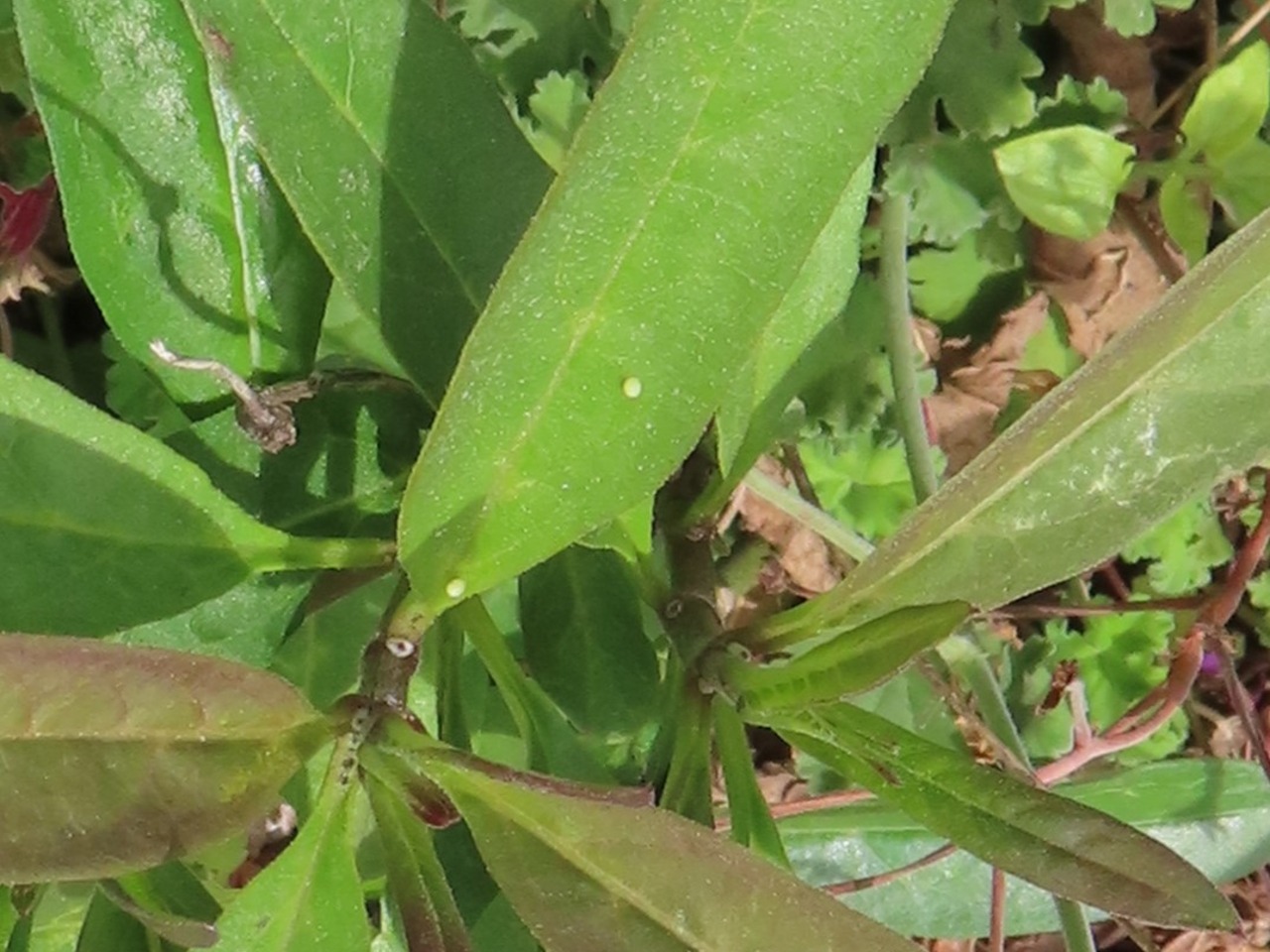 Monarch eggs photographed from below on green leaves